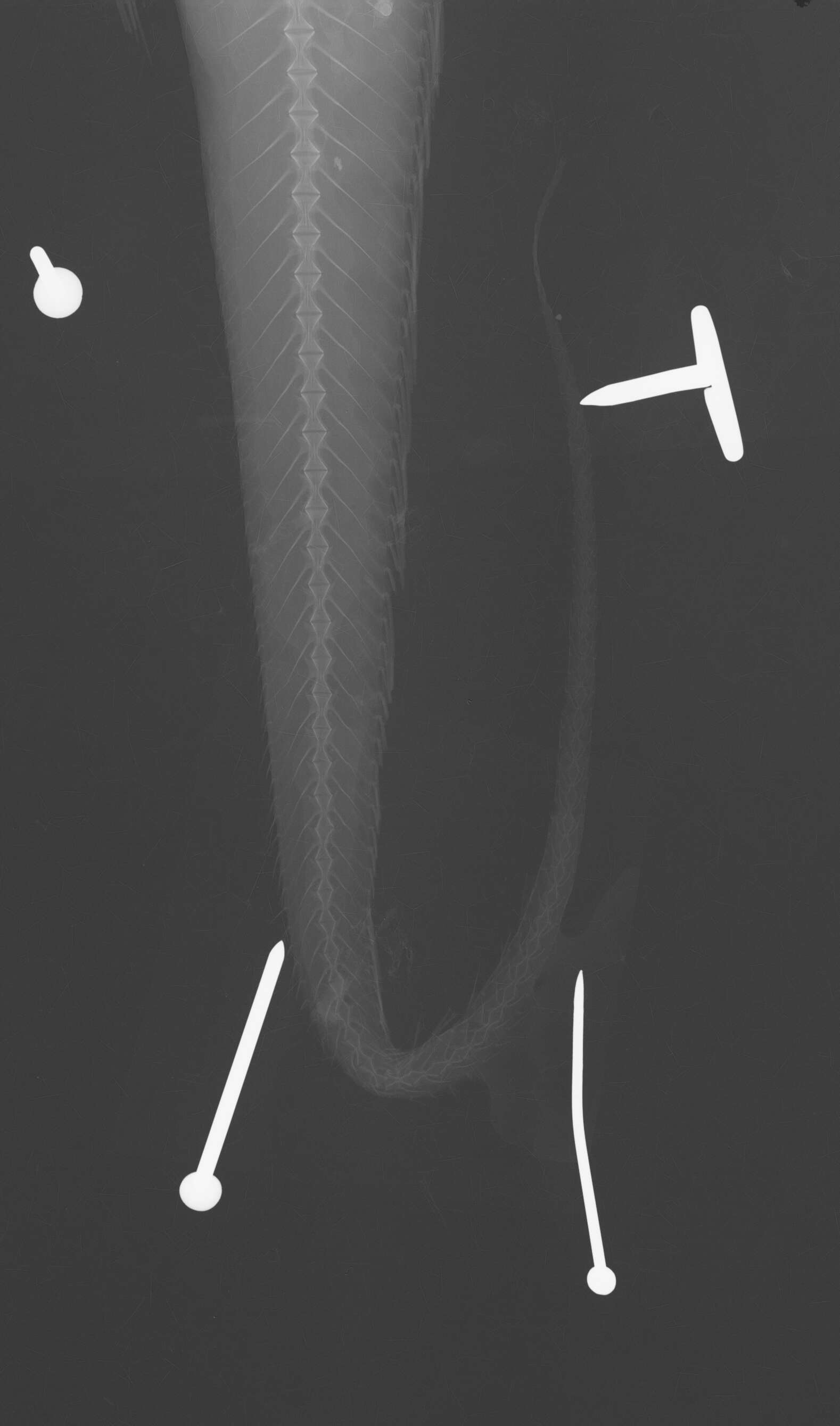 Image de Hymenocephalus lethonemus Jordan & Gilbert 1904