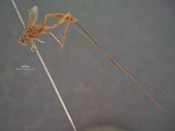 صورة Mesostenus longicaudis Cresson 1872