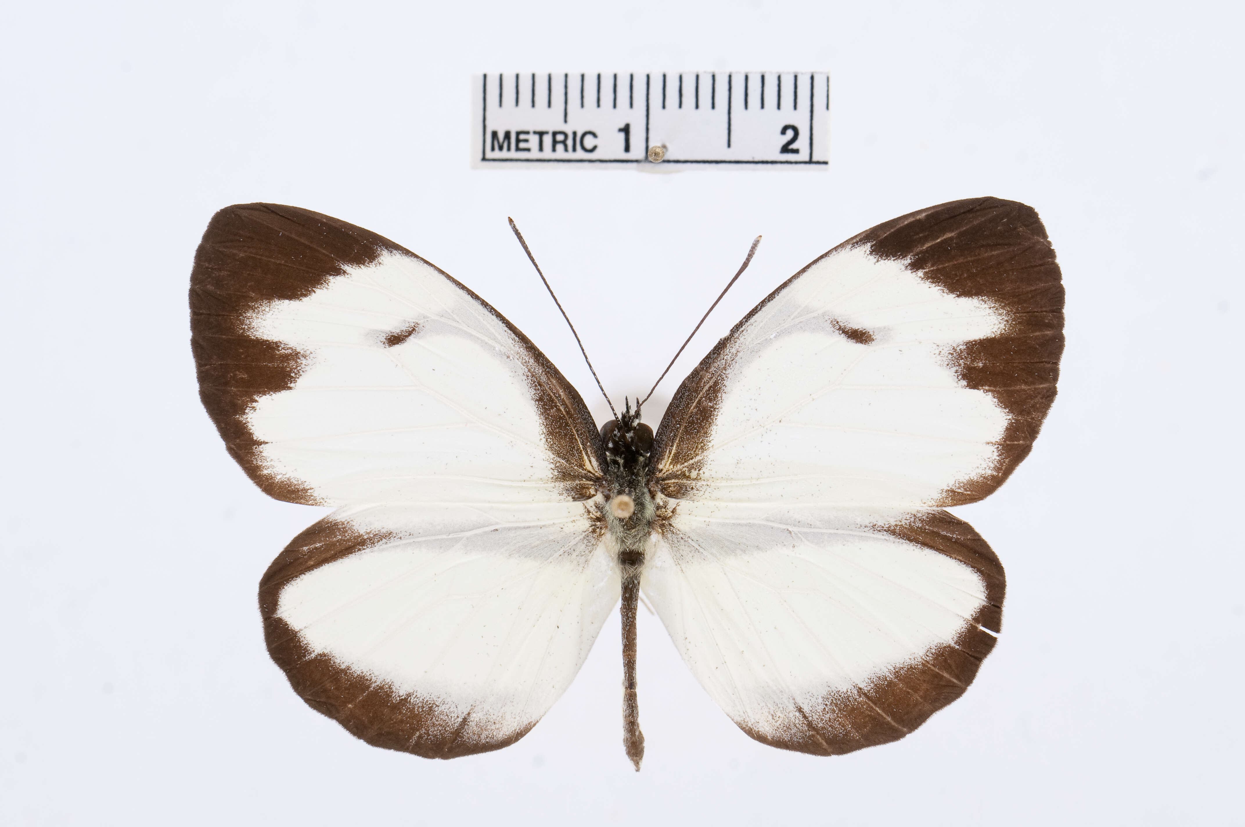 Image of Itaballia pandosia (Hewitson 1853)