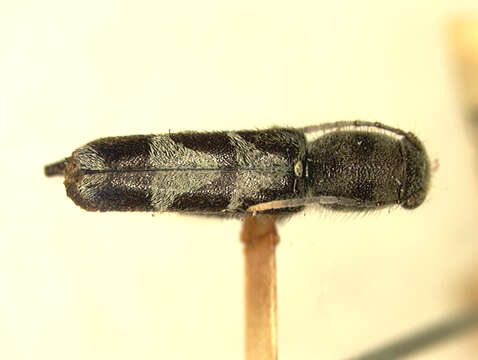 Imagem de Xylotrechus pilosus Aurivillius 1927