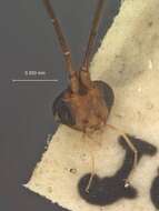 Image of Orgilus tenuis Muesebeck 1970