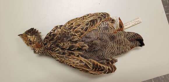 Francolinus francolinus asiae Bonaparte 1856的图像