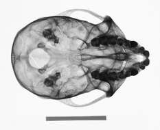 Слика од Cercopithecus mitis stuhlmanni Matschie 1893