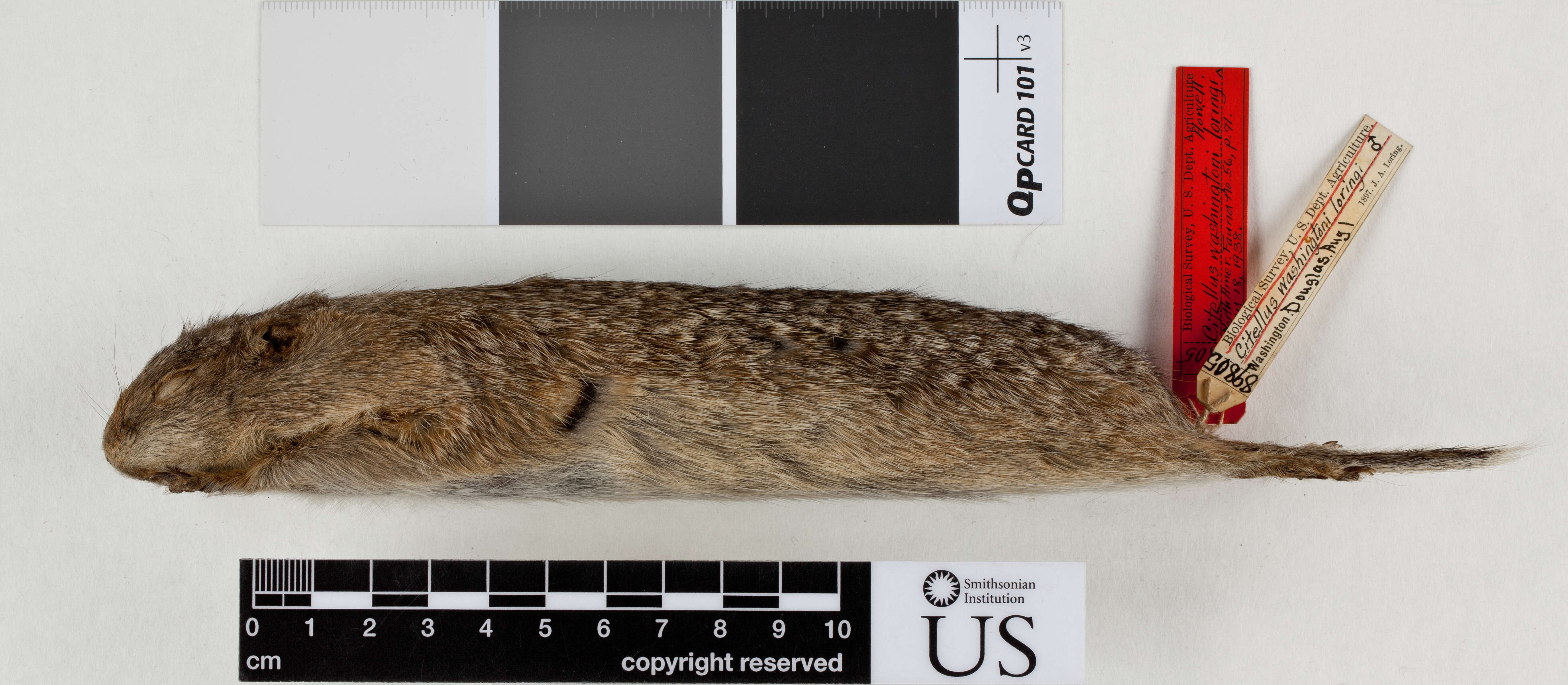 Image of Washington ground squirrel