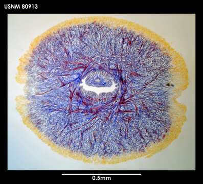 Image of Dokonemertes magellanensis Gibson 1985