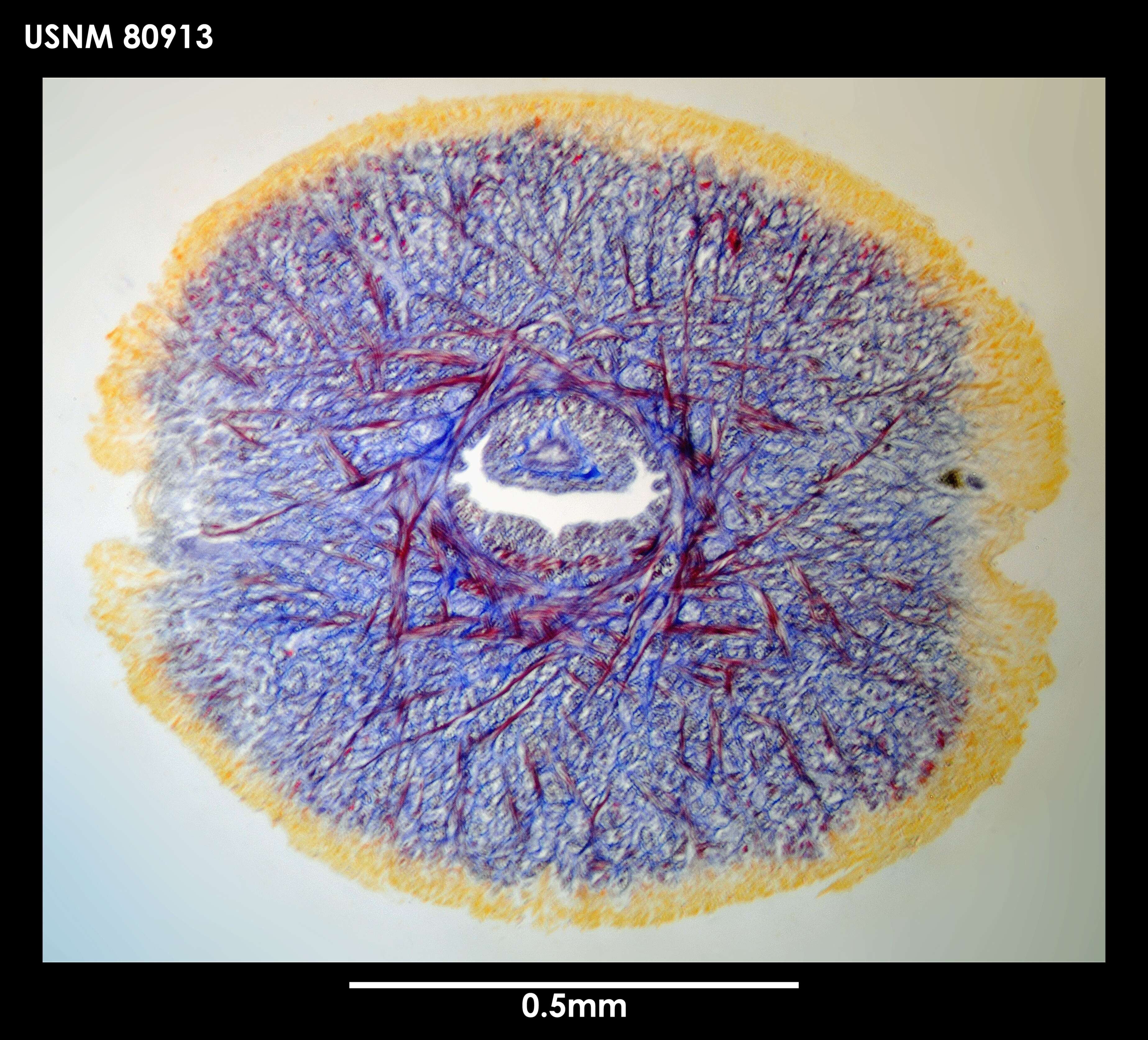 Image of Dokonemertes magellanensis Gibson 1985