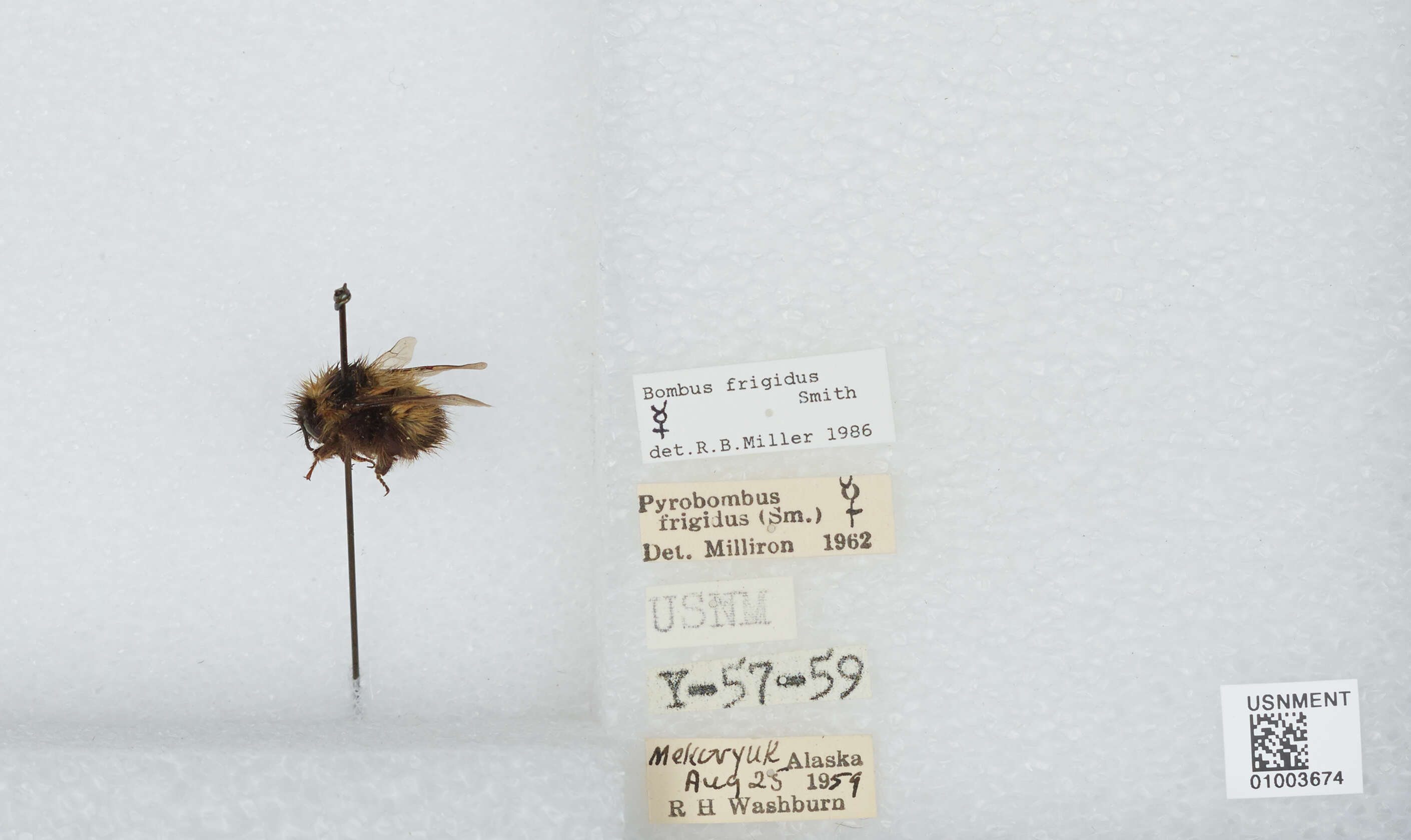 Image of Frigid Bumble Bee