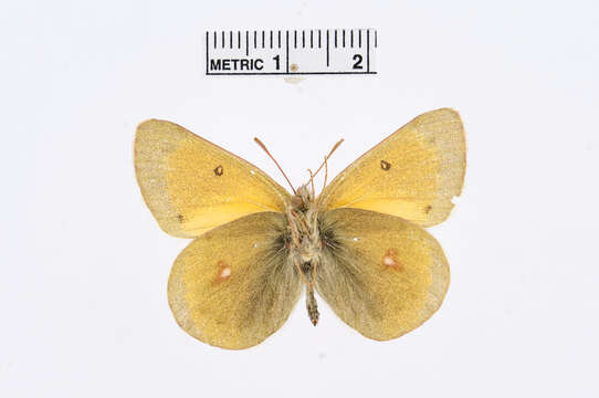 Image of Hecla Sulphur