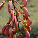 Image of Erythrina dominguezii Hassl.