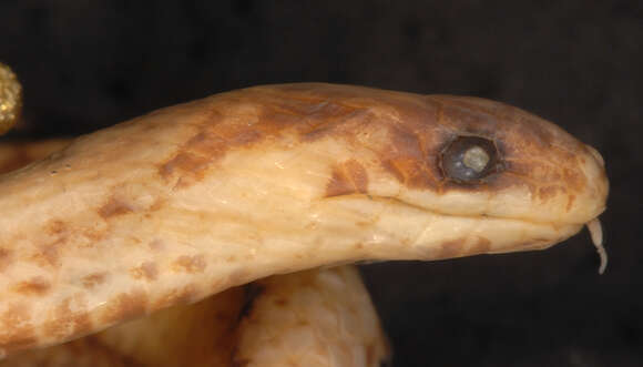 Image of Striped Ground Snake