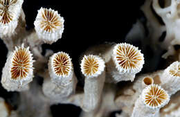 Image of Phaceloid fleshy hard coral