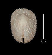 Image of Emarginula sicula J. E. Gray 1825