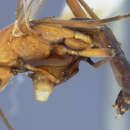 Image of Rogas melanosoma (Ashmead 1905)