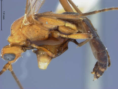 Image of Rogas melanosoma (Ashmead 1905)