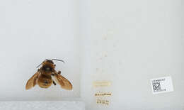 Image of Sonoran Bumble Bee