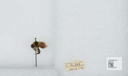 Image de Bombus sylvicola Kirby 1837