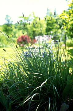 Image of Sesleria Scop.