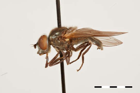 Image of Chrysogaster alaskensis Shannon 1922