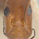Image of Leptomyrmex erythrocephalus decipiens Wheeler 1915