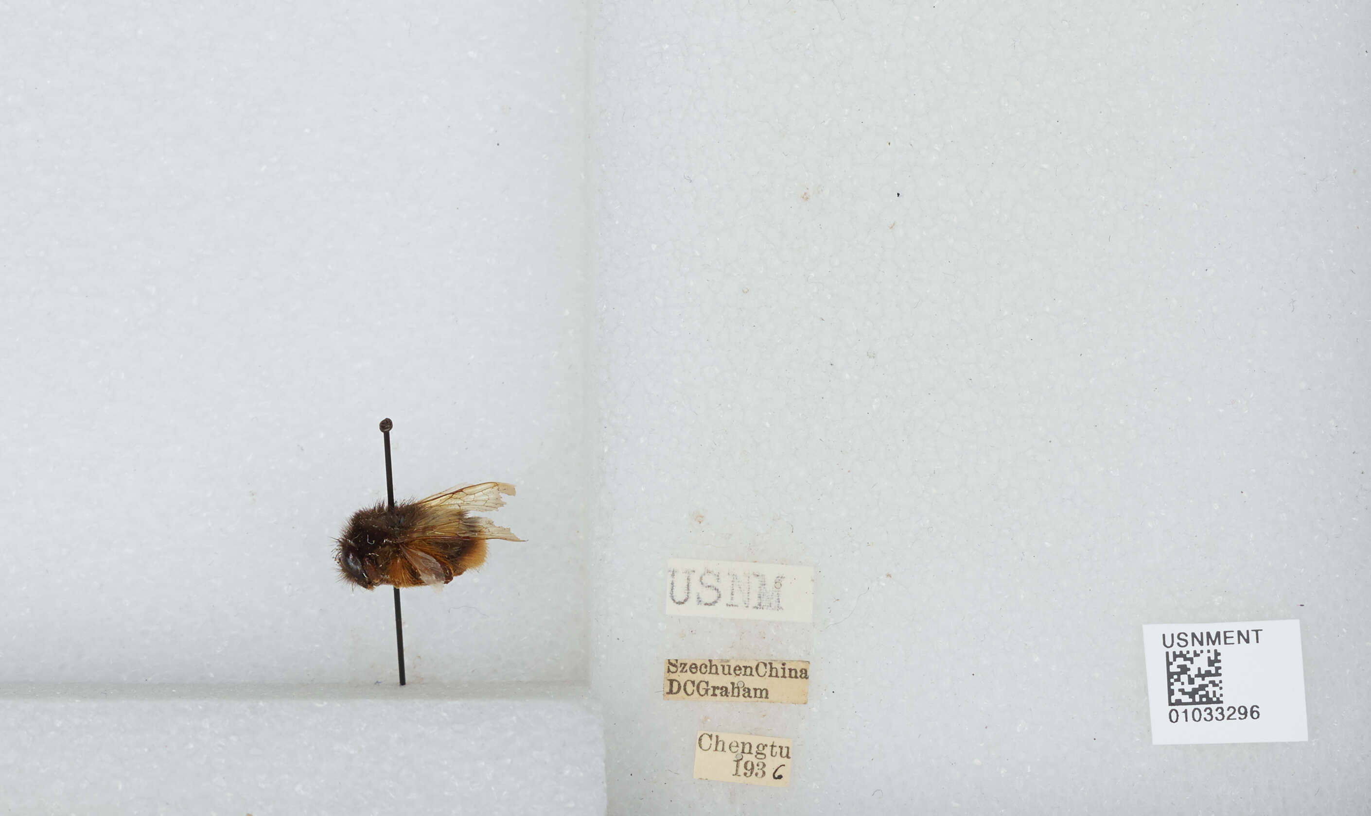 Image of Bombus flavescens Smith 1852