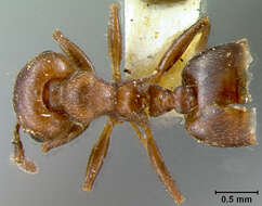 Image of Myrmica Latreille 1804