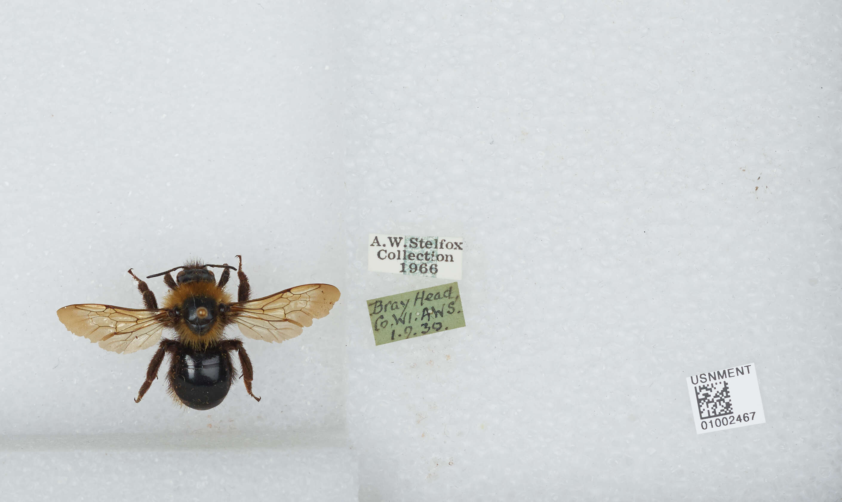 Image of Bombus campestris (Panzer 1801)