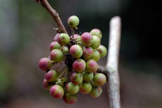 Image of Doliocarpus dentatus (Aublet) Standl.