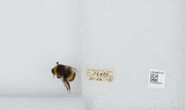 Image of White-tailed bumblebee