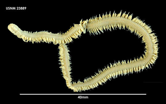 Image de Phyllodoce patagonica (Kinberg 1866)