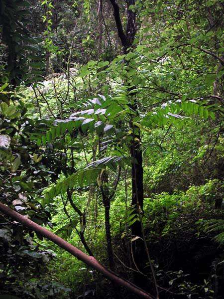 Image of Indian Mahogany