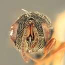 Image of Eurytoma semicircula Bugbee 1967
