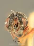 Слика од Eurytoma semicircula Bugbee 1967