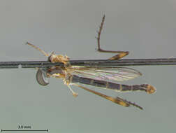 Image of Leptogaster spinitarsis Bromely 1951