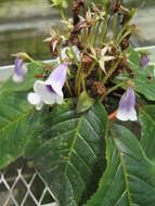 Image of florist's gloxinia