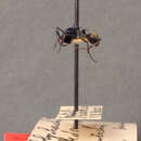 Image of Polyrhachis santschii Mann 1919