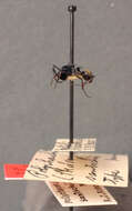 Image de Polyrhachis santschii Mann 1919