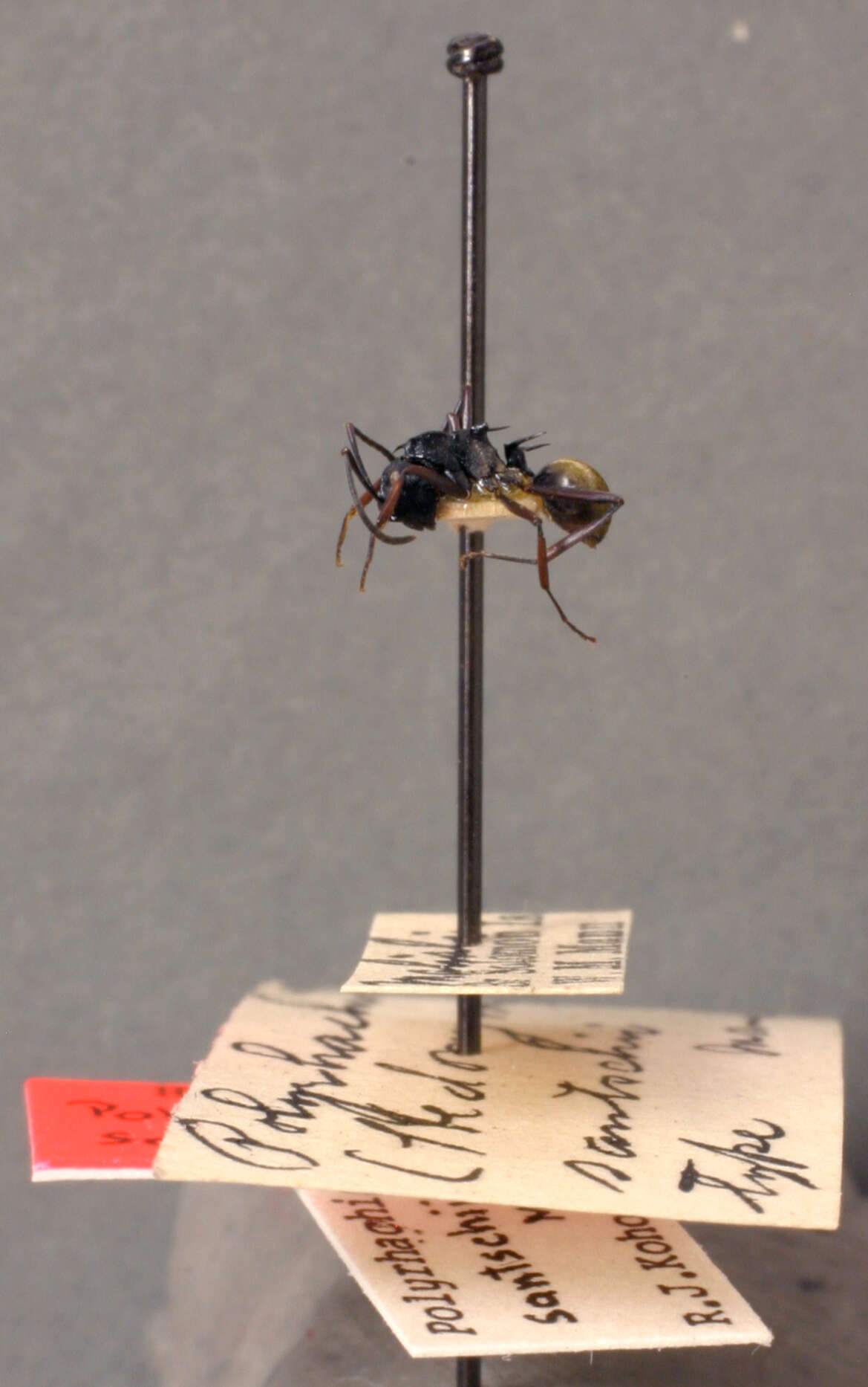 Image de Polyrhachis santschii Mann 1919