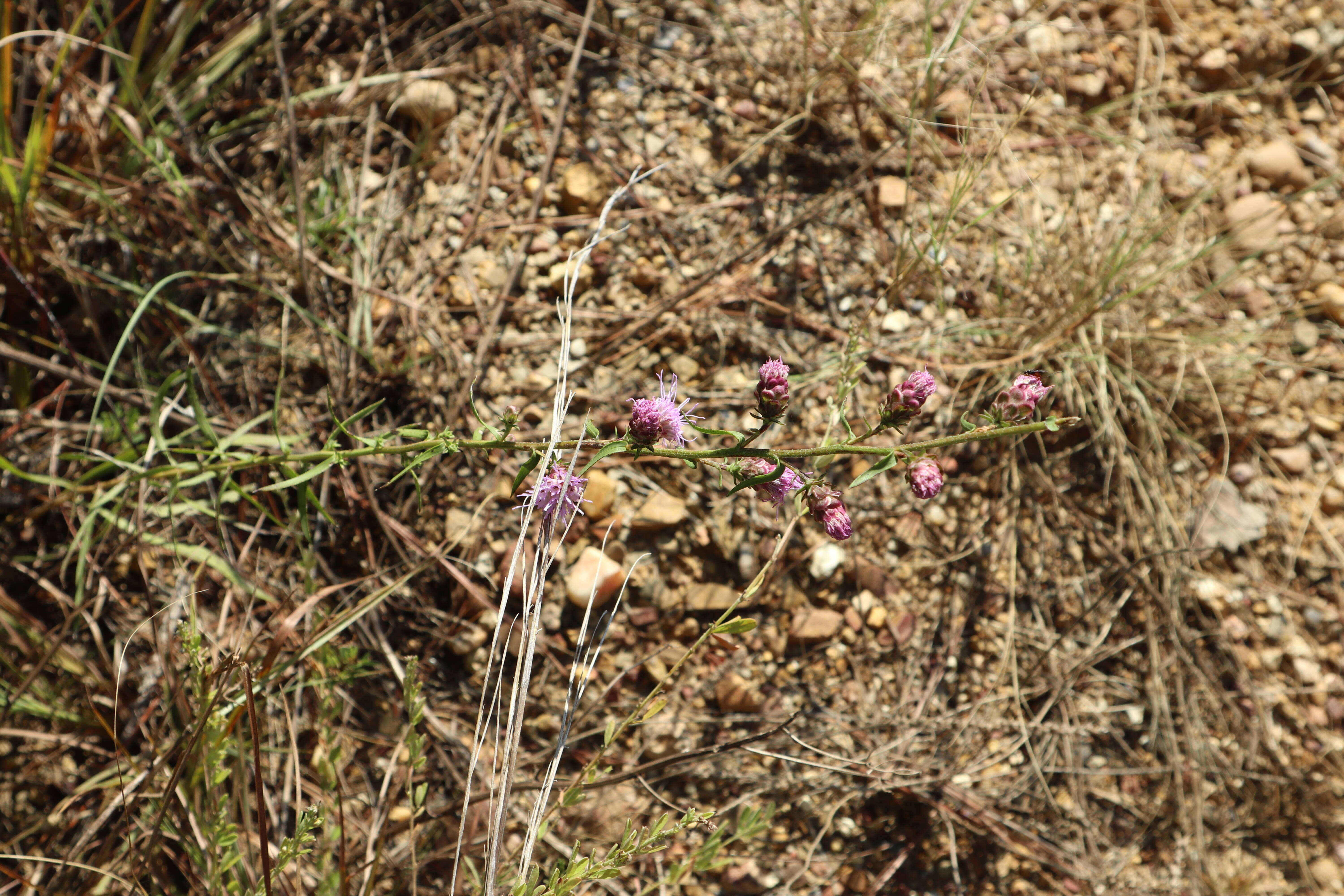 Слика од Liatris aspera Michx.