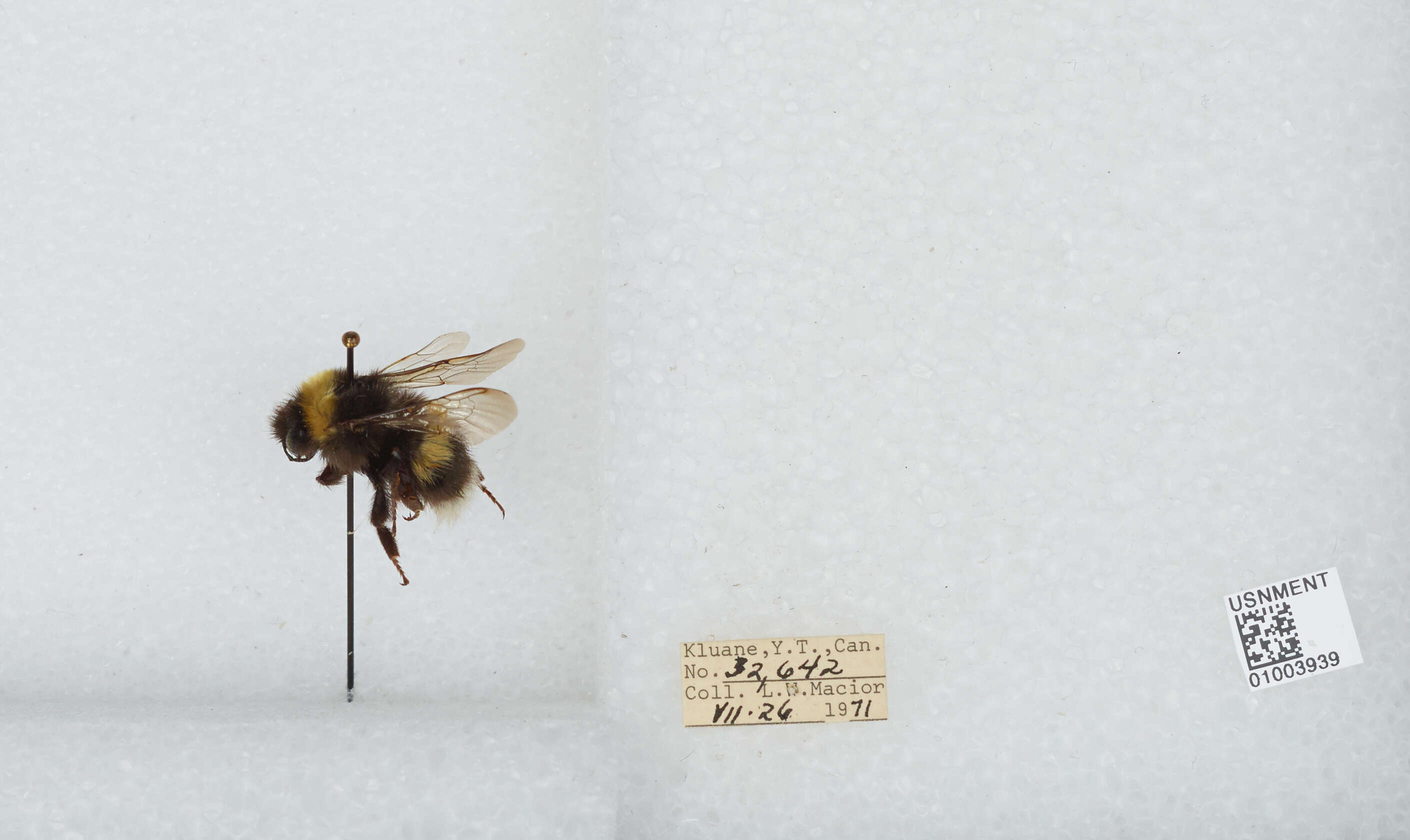 Image of White-tailed bumblebee