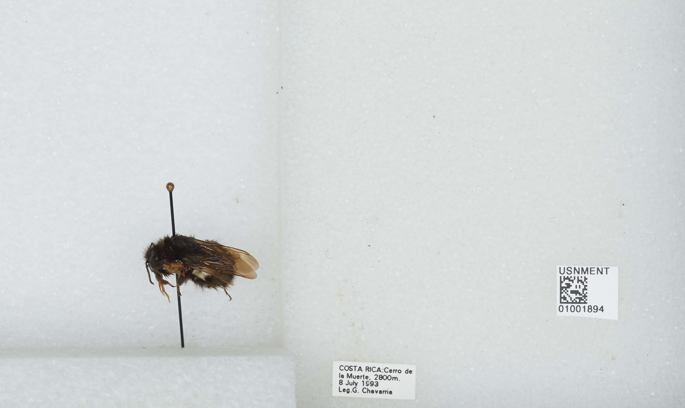 Image of Bombus ephippiatus Say 1837