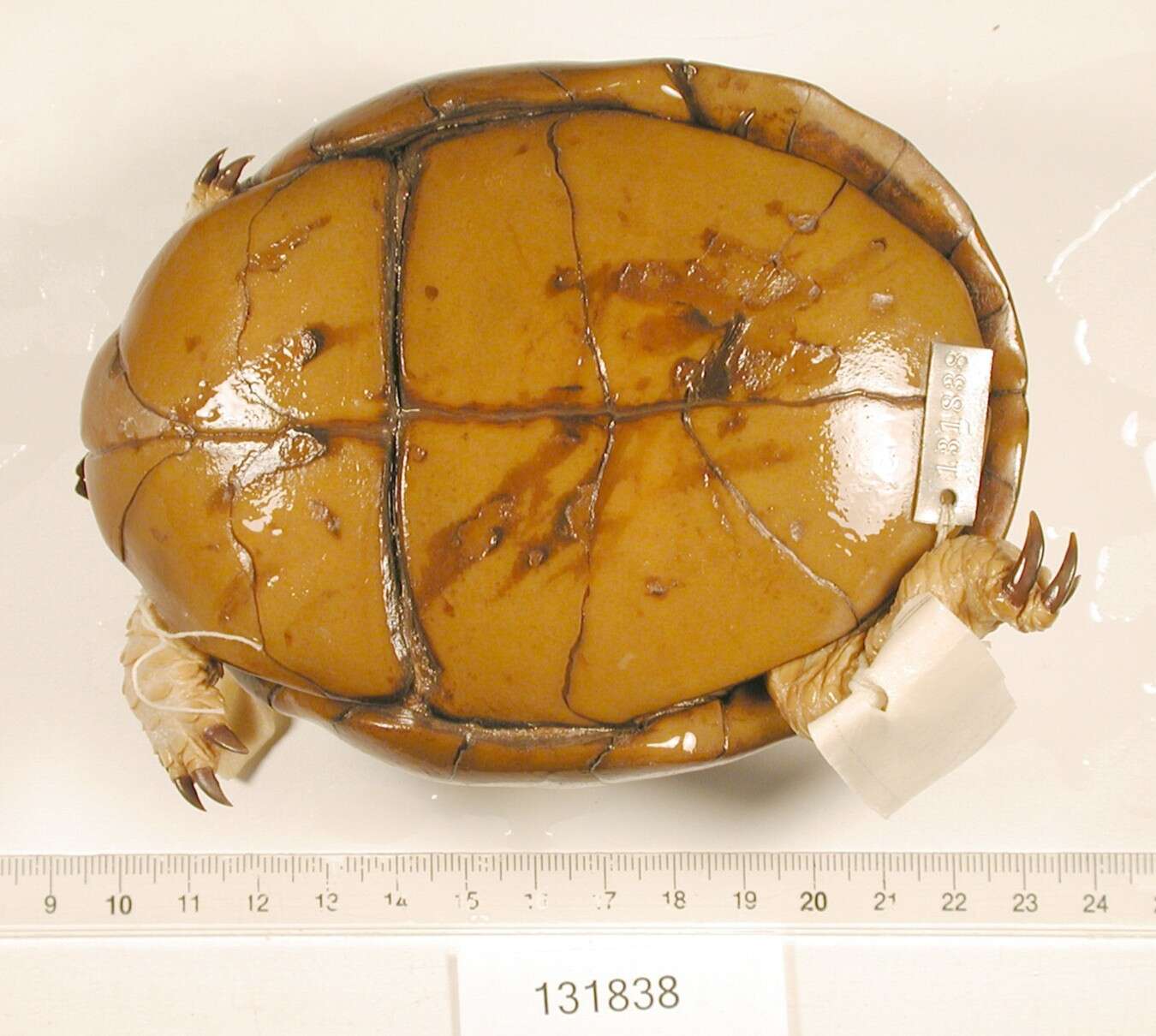 Image of Three-toed box turtle