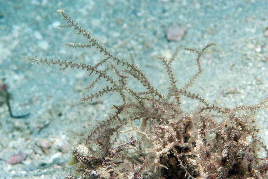 Image of Red algae