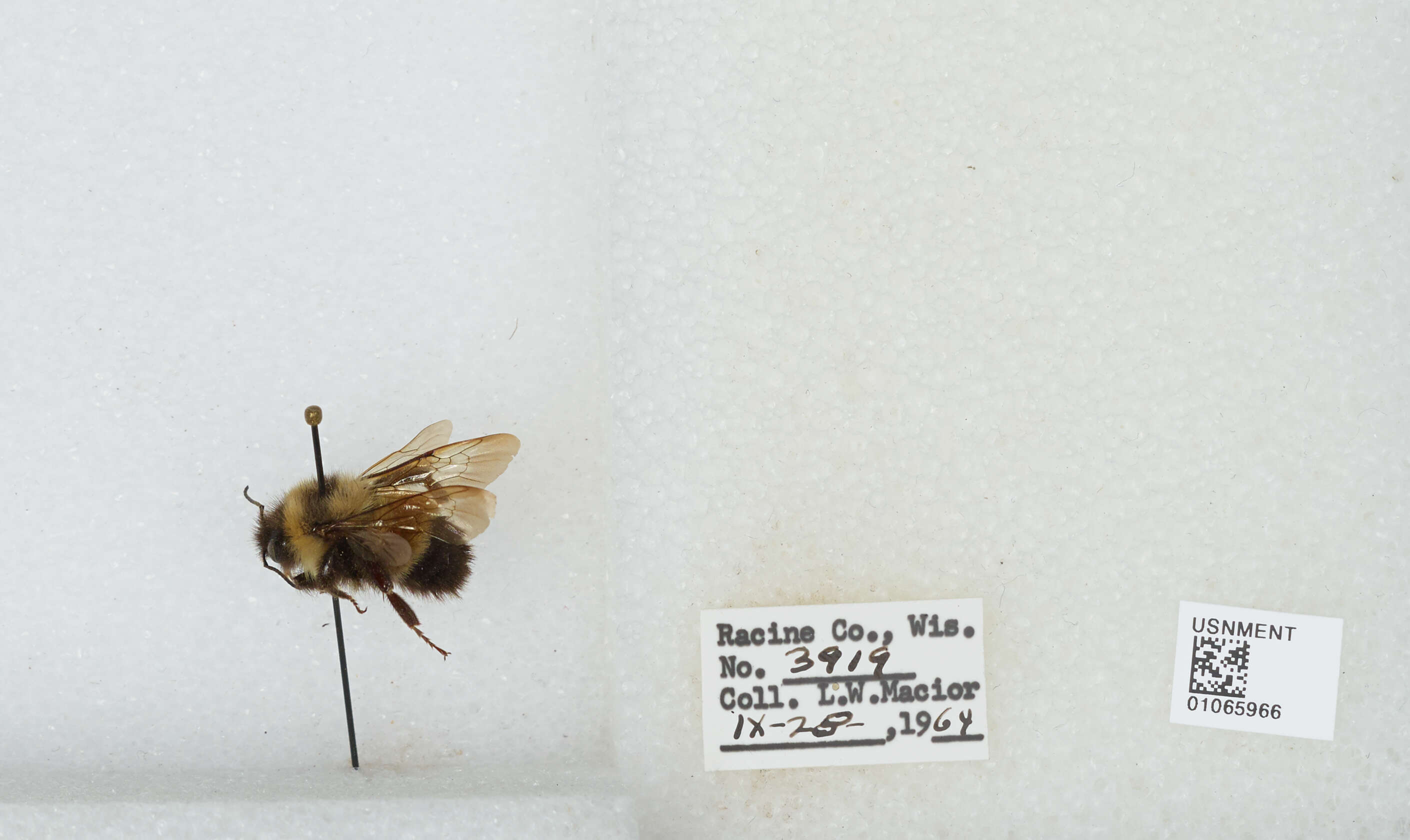 Слика од Bombus affinis Cresson 1864