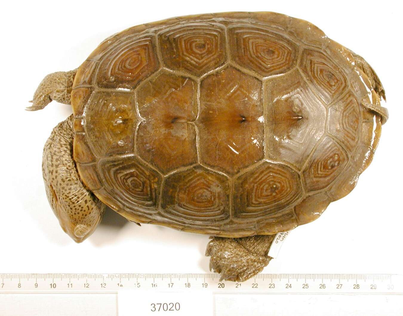 Image of Malaclemys terrapin tequesta Schwartz 1955