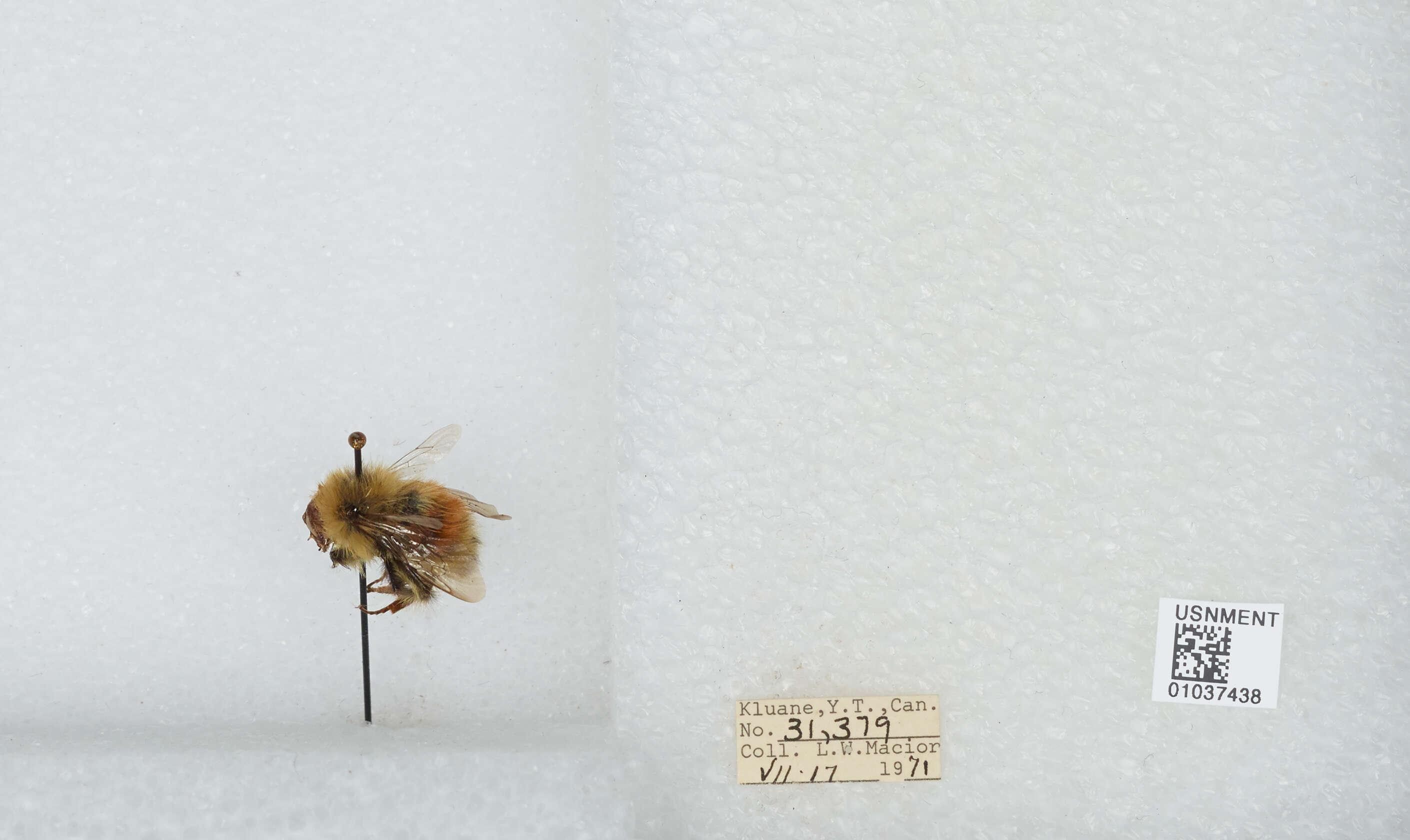 Image de Bombus sylvicola Kirby 1837