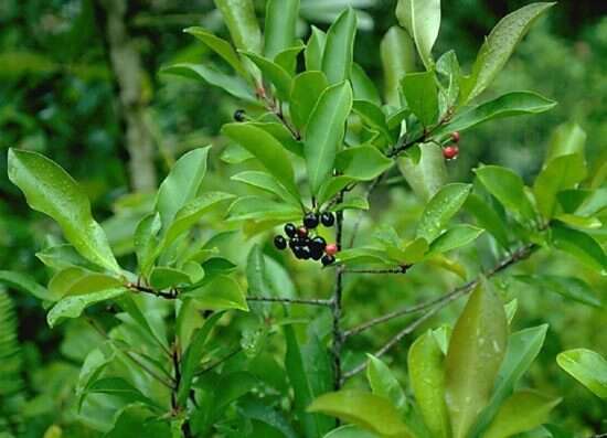 Plancia ëd Ardisia elliptica Thunb.