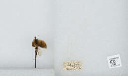 Image de Bombus sylvicola Kirby 1837