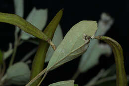 Image of Fridericia pubescens (L.) L. G. Lohmann