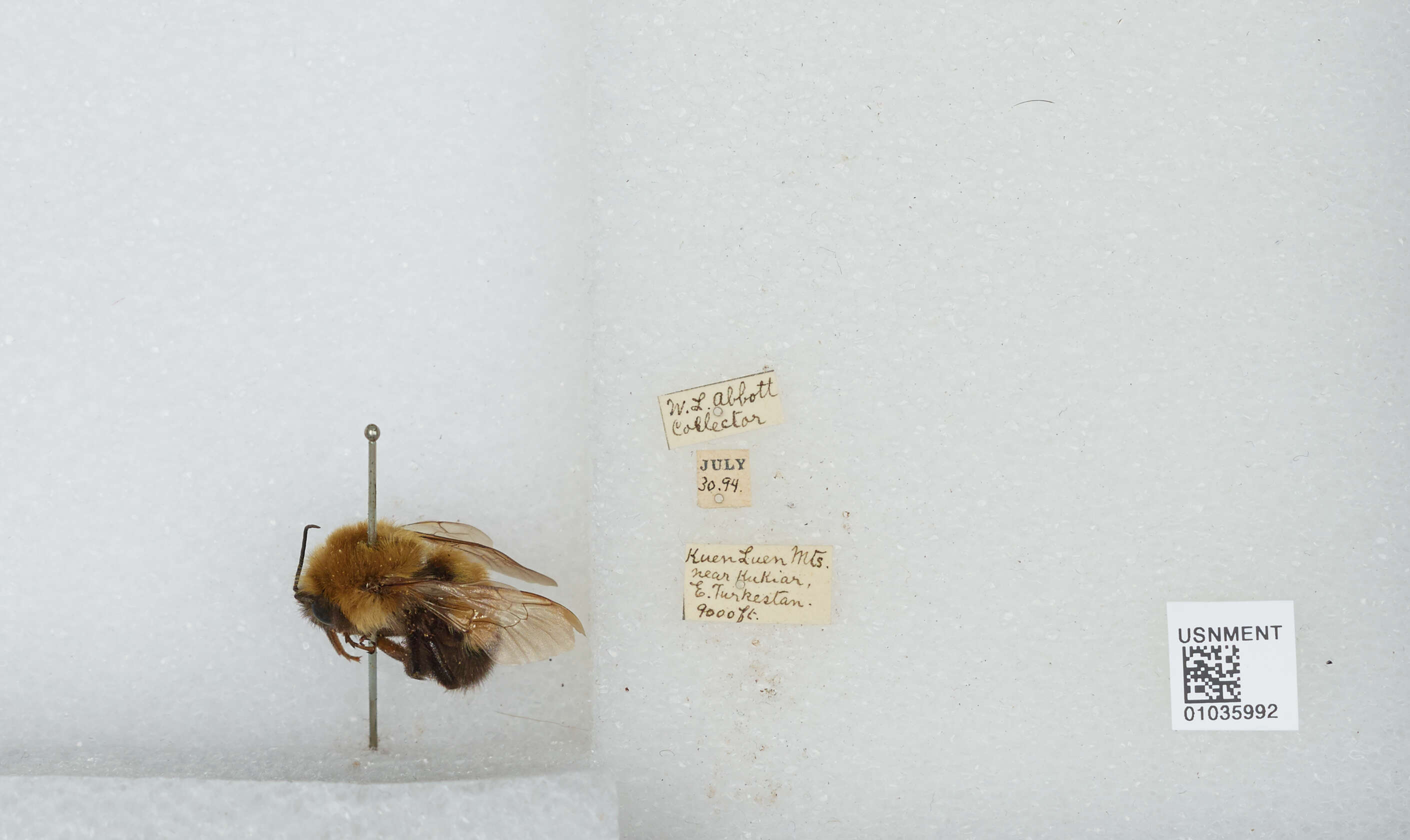 Image of Bombus melanurus Lepeletier 1836