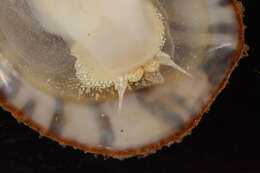 Image of Spiny cup and saucer shell